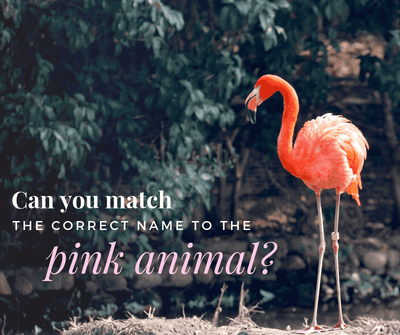 Can you match the correct name to the pink animal?