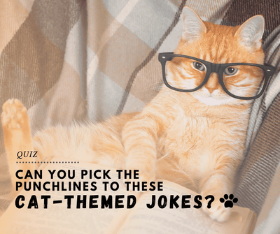 Can you pick the punchlines to these cat-themed jokes?