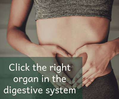 Click the right organ in the digestive system