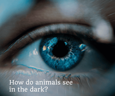 How do animals see in the dark?