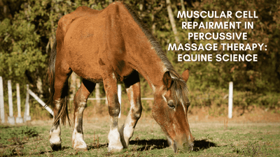 Muscular Cell Repairment in Percussive Massage Therapy: Equine Science