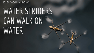 DYK: Water Striders can walk on water