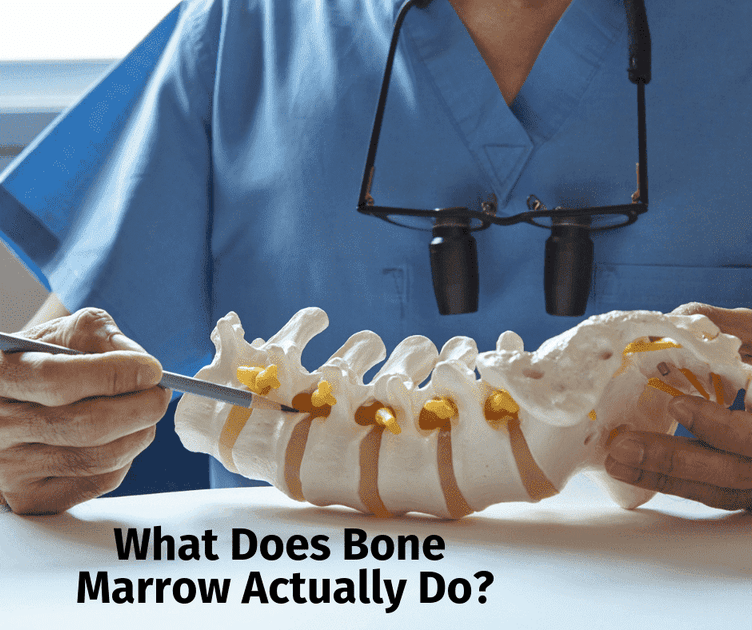 What Does Bone Marrow Actually Do? – Thumper Massager Inc.