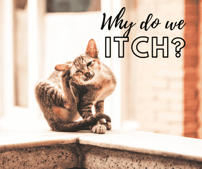 Why do we itch? | Pruritus is important