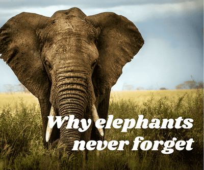 Why elephants never forget