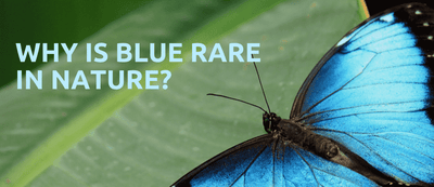 Why is blue rare in nature?