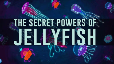 Survival 101: The Jellyfish